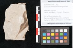 Foto (Objekt + Etikett) von Sclerotium minntissimum Ettingshausen (NHMW-GEO-2024-0188-6706)